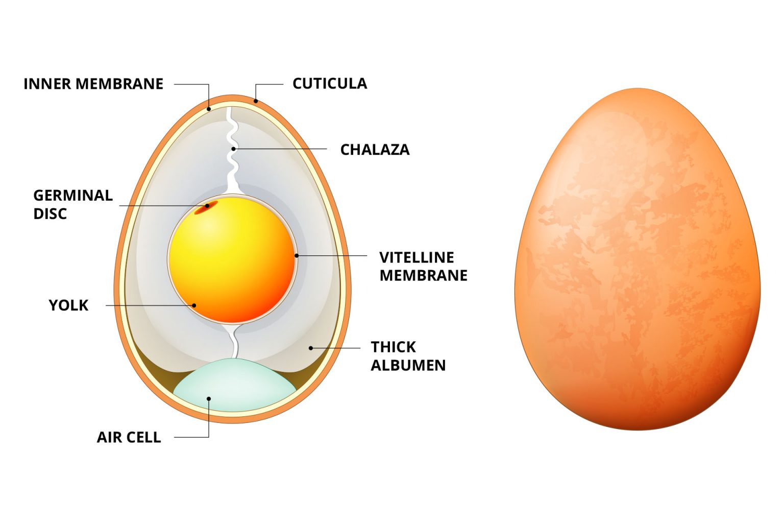 The onsen egg temperature curve - Nihon – the perfect egg
